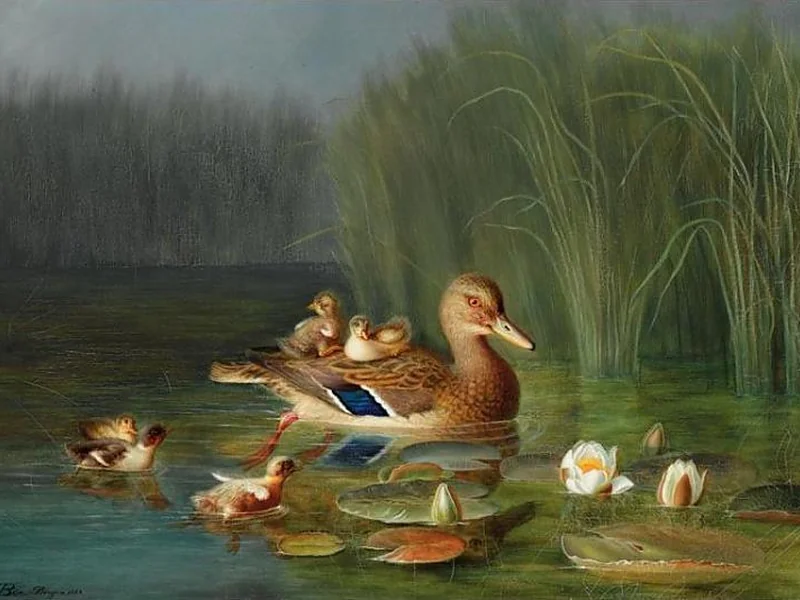 1820-Frants Diderik Bøe - Anatre selvatiche, 1883